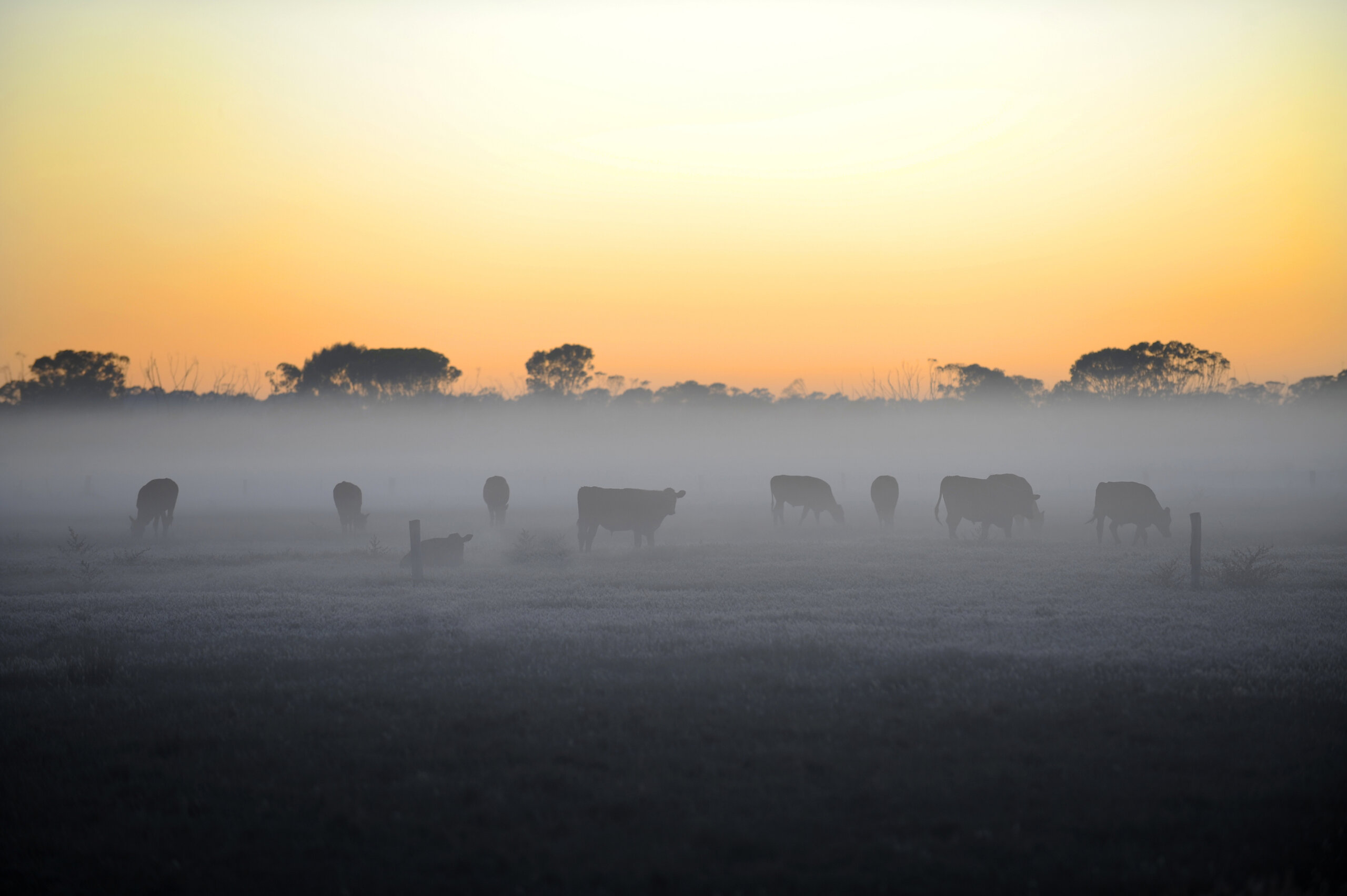 AHA joins forces with ACT government to build biosecurity response