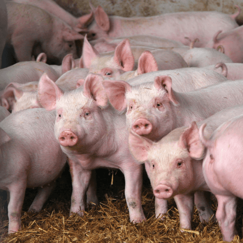 AHA Explainer Review process for an AUSVETPLAN manual Animal Health