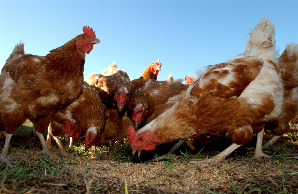 Chickens feeding.