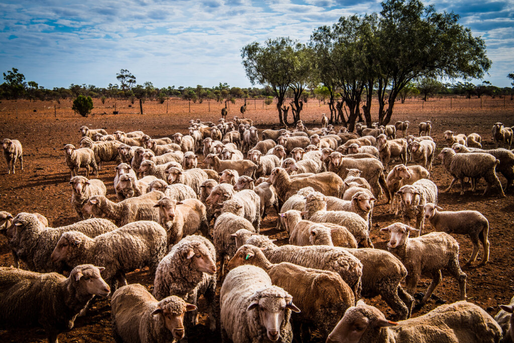Sheep in drought conditions.