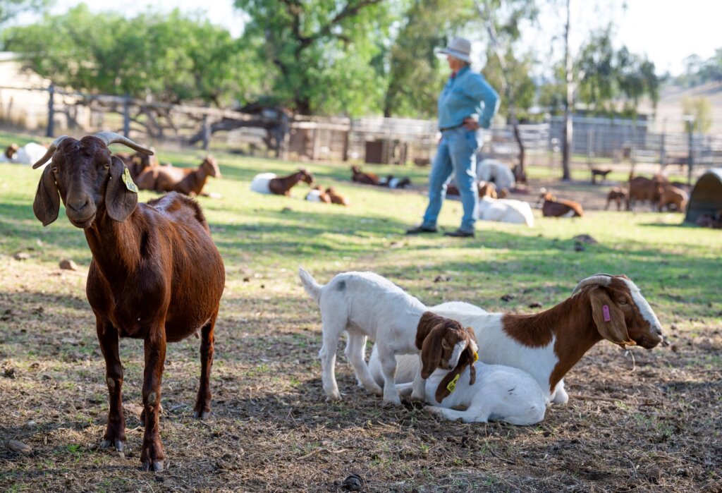 Goats in a field.