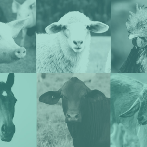 Livestock animals: pig, sheep, chicken, horse, cattle and goat