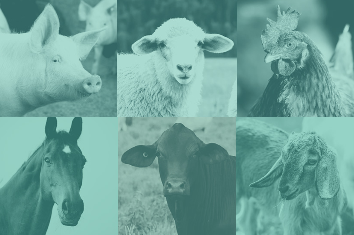 Livestock animals: pig, sheep, chicken, horse, cattle and goat